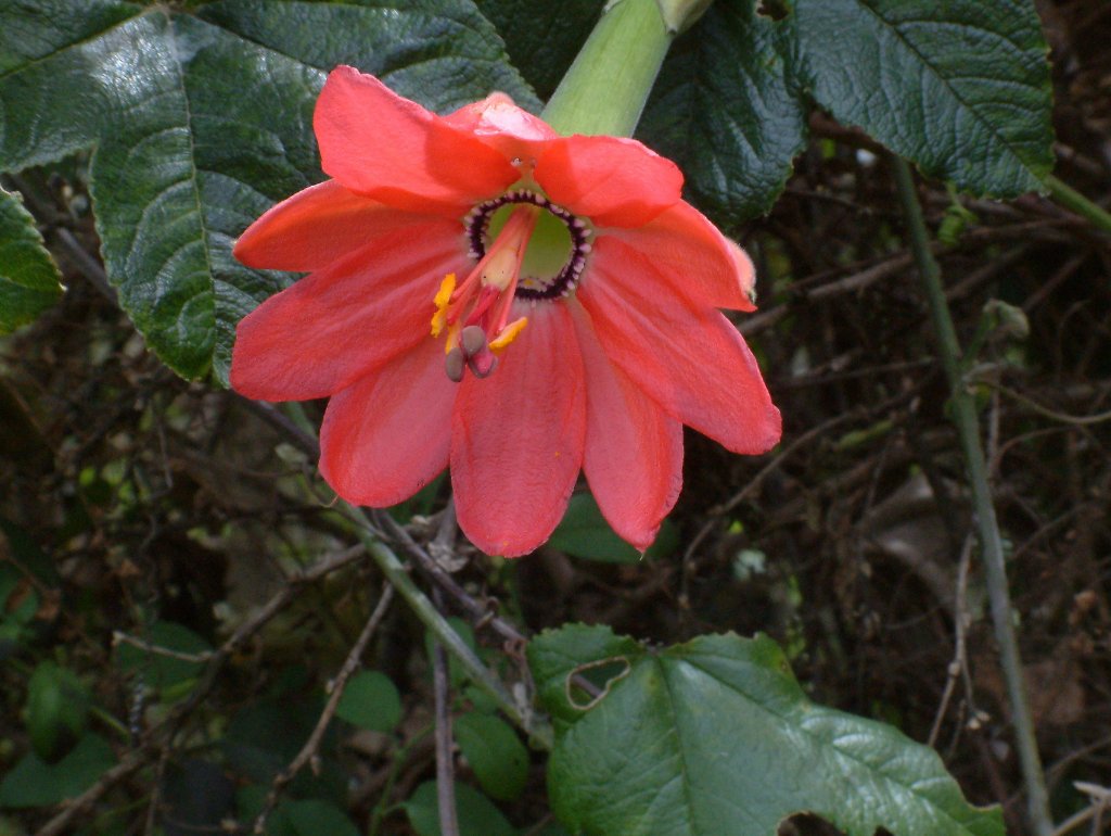 12-Nice unknown flower.jpg - Nice unknown flower